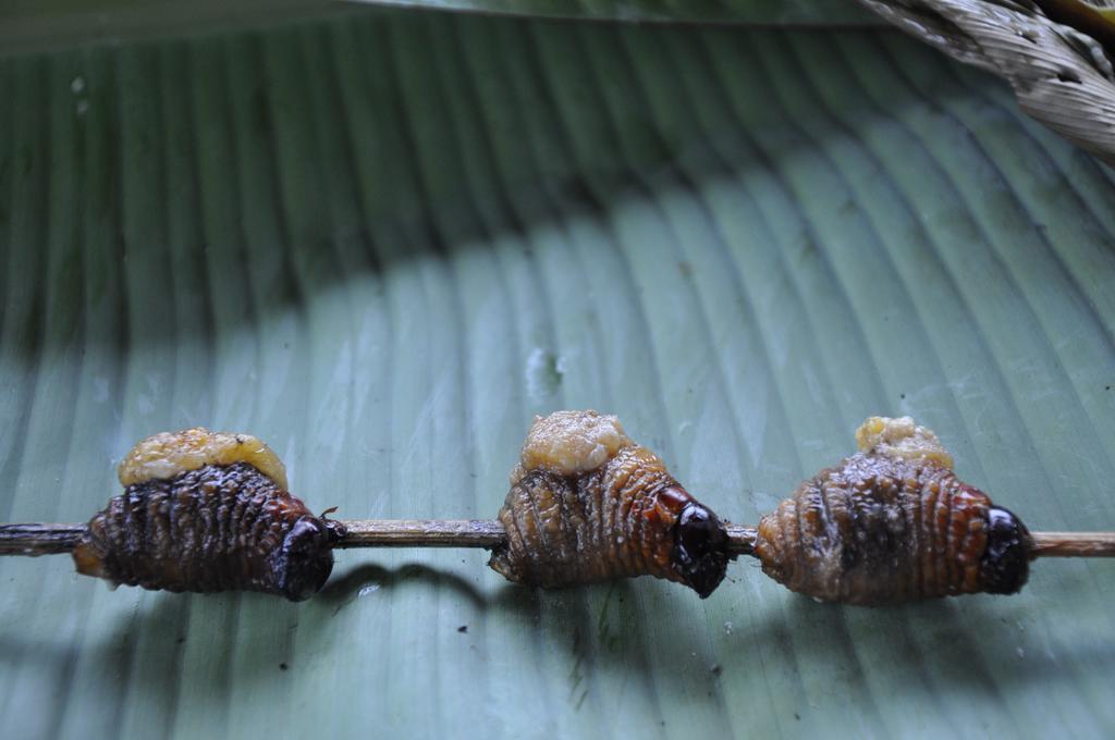 Hakuna Matata Amazon Lodge Archidona Dış mekan fotoğraf