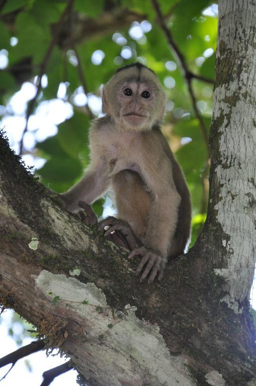 Hakuna Matata Amazon Lodge Archidona Dış mekan fotoğraf
