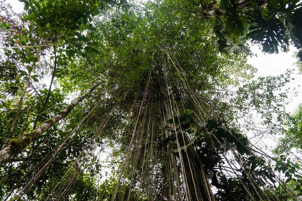 Hakuna Matata Amazon Lodge Archidona Dış mekan fotoğraf